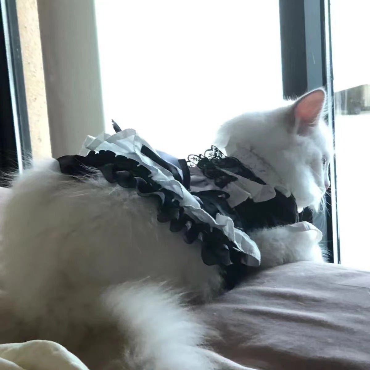 Cat Princess Dress Cute Skirt Lolita - Feeling My Adventure