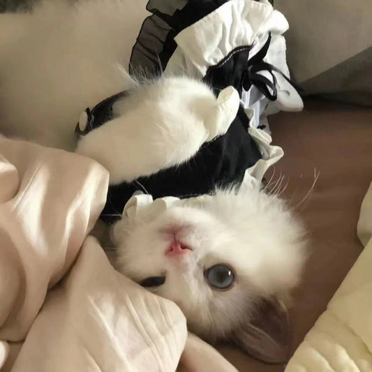 Cat Princess Dress Cute Skirt Lolita - Feeling My Adventure